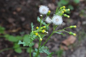 senecio vulgaris (2) (1200 x 800)